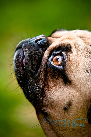 DFW Pug Rescue-99