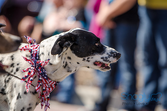 Krewe of Barkus 2012-221