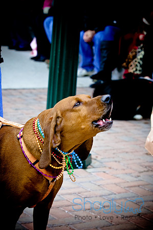 Krewe of Barkus-16