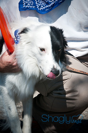 Richardson Pet Day-0201
