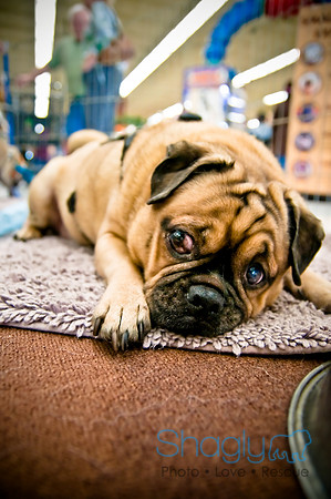 DFW Pug Rescue-61
