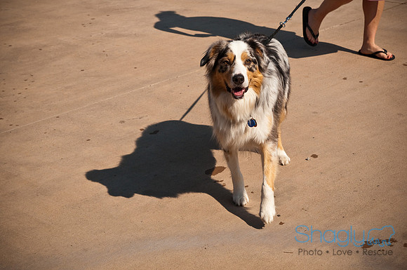 Wags and Waves-35