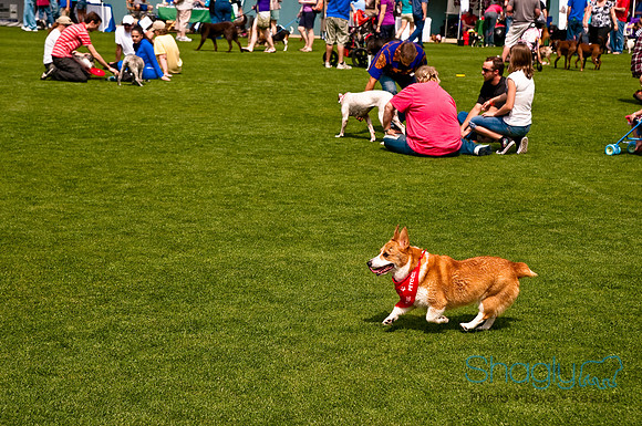 Dog Bowl 2010-111