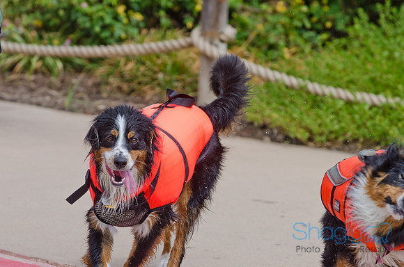 Wags and Waves 2011-174