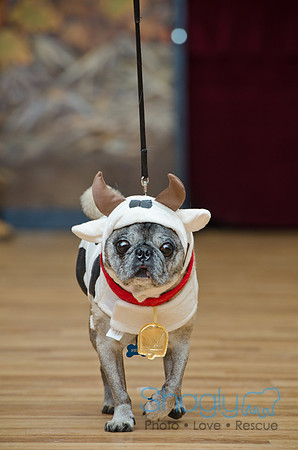 PugOween-159