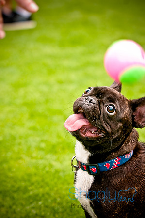 Dog Bowl 2010-63