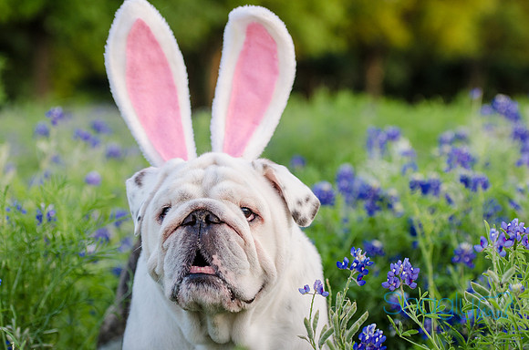 Bluebonnets Pug and Bulldog-58