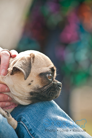 Pug Love Fun Run-179