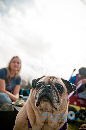 Pug Love Fun Run-261