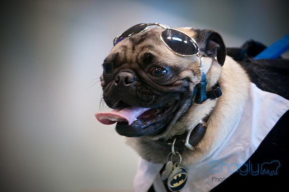 PugOWeen-2789