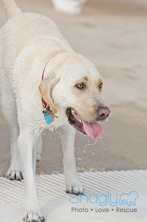 Wags and Waves 2011-488