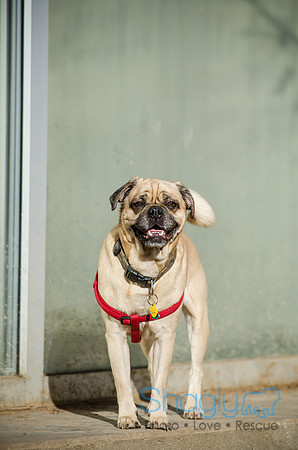 DFW Pug Rescue Boarding Bungalow-5