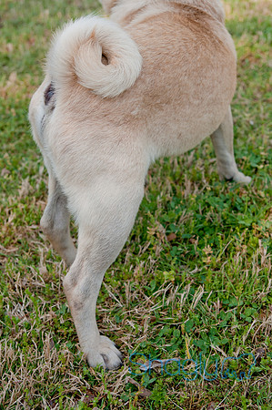 pugapalooza2011-14