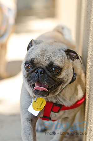 Shagly Photography-DFW Pug Rescue-23