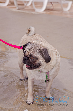 Wags and Waves 2011-266
