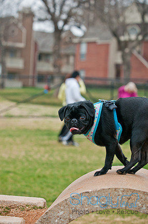 Pug Love Fun Run-104