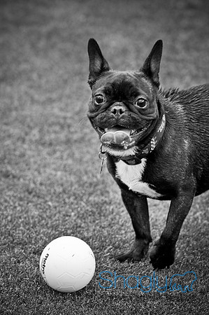 Dog Bowl 2010-59