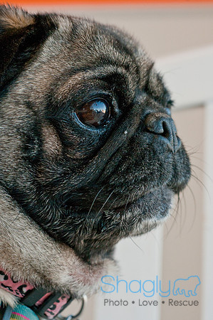 DFWpugrescue-liveattheboardingbugalow-2