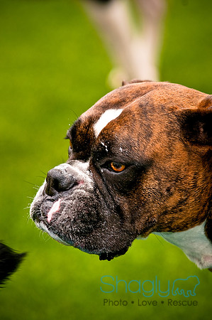 Dog Bowl 2010-21