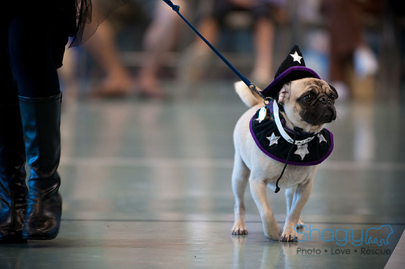 PugOWeen-2674