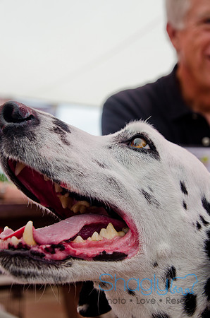 Wags and Waves 2011-294