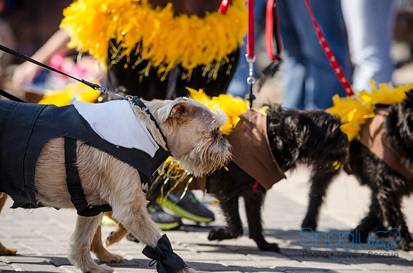 Krewe of Barkus 2012-237