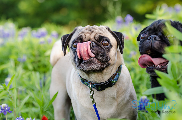 Bluebonnets Pug and Bulldog-35