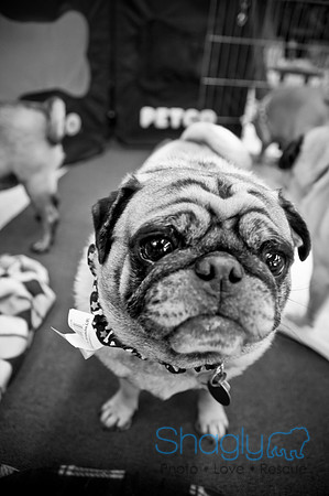 DFW Pug Rescue-62