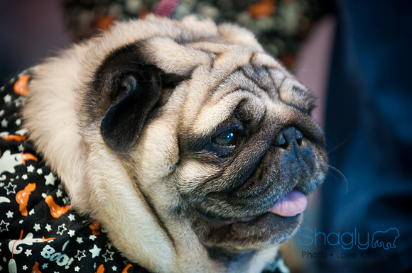PugOWeen-3612