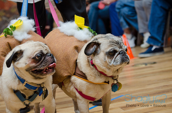 PugOween-189