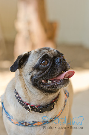 Shagly Photography-DFW Pug Rescue-22