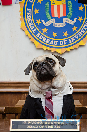 PugOween-254