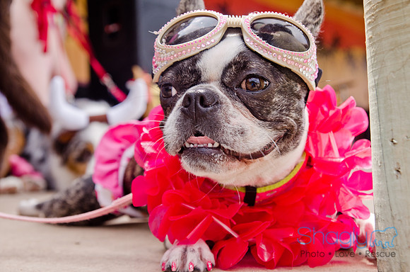 Wags and Waves 2011-413