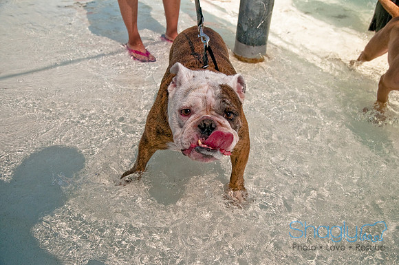 Wags and Waves-478