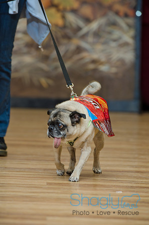 PugOween-161