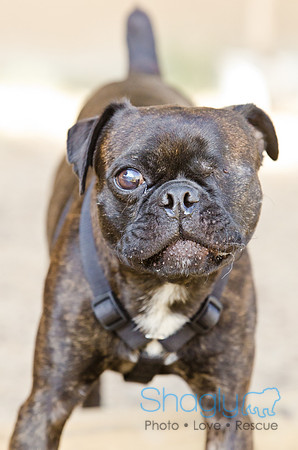DFW Pug Rescue-Boarding Bunagalow-15