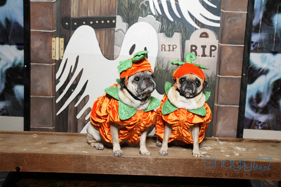 PugOWeen The Photobooth-32
