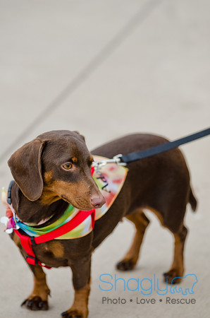 Wags and Waves 2011-44