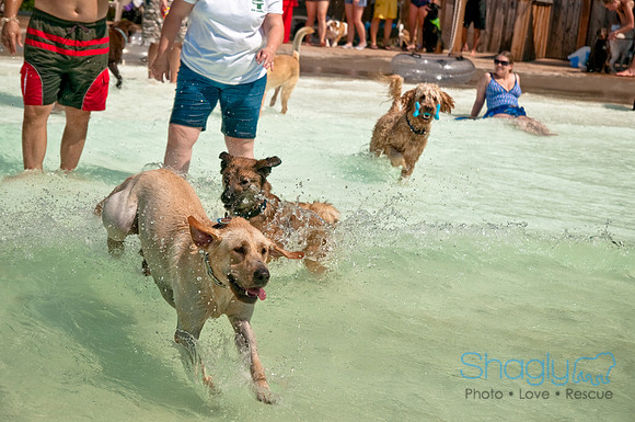 Wags and Waves-365