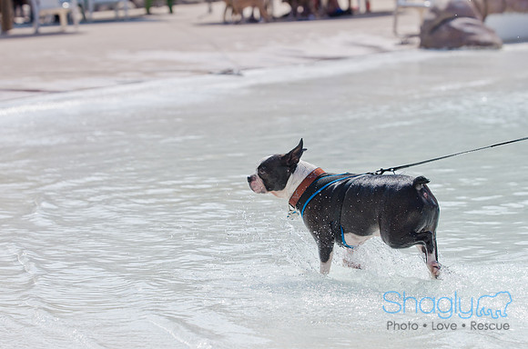 Wags and Waves 2011-456