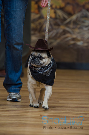 PugOween-78