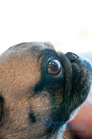 DFWpugrescue-liveattheboardingbugalow-20