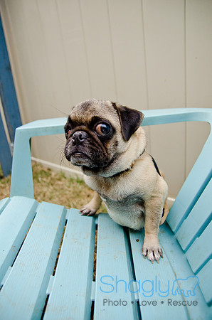 DFW Pug Rescue-The Boarding Bungalow-12