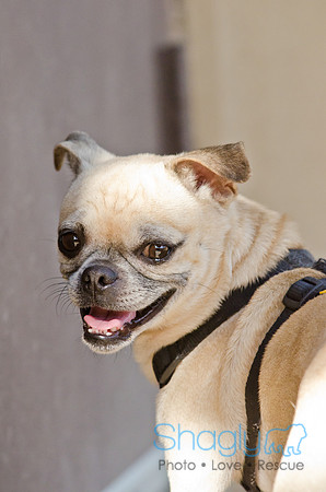 DFW Pug Rescue-Boarding Bunagalow-12