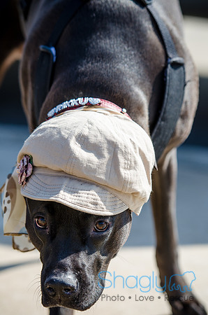Krewe of Barkus 2012-159