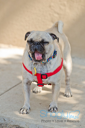 Shagly Photography-DFW Pug Rescue-21