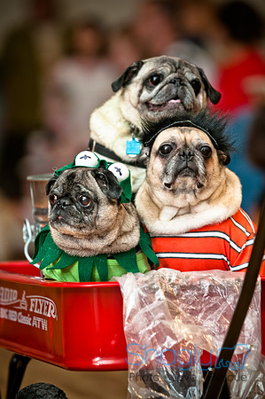 PugOWeen-197