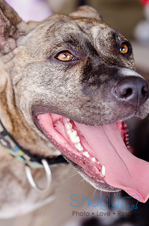 Wags and Waves 2011-467