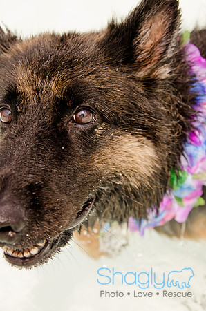 Wags and Waves 2011-248