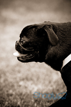 Dog Bowl 2010-40